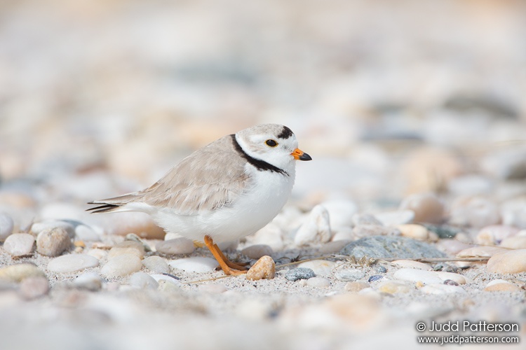 Piping Plover, New York, United States